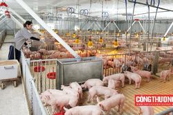 Giá heo hơi hôm nay 26/8: Giá tiếp tục giảm, xuống dưới 60.000 đồng/kg trên cả nước
