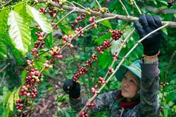 Giá cà phê hôm nay 27/8: Tăng trung bình 1.400 đồng/kg trong tuần