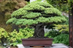 Chiêm ngưỡng những tác phẩm bonsai đắt nhất thế giới