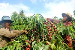Vàng đứng trước nhiều áp lực; Cà phê tiếp đà tăng giá