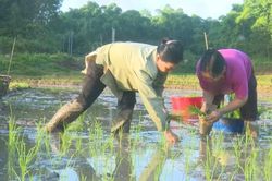 Cấy đổi công giúp kịp mùa vụ, gắn kết cộng đồng của đồng bào Lự ở Lai Châu