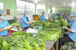 Rau quả Việt thu về hơn 2 tỷ USD từ thị trường Trung Quốc