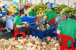 Nông dân vui mừng khi giá dừa tươi tăng gấp 2,5 lần