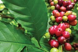 Giá cà phê hôm nay 28/8: Dự báo cà phê tuần này, Robusta sáng cửa tăng