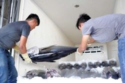 Xuất khẩu cá ngừ sang EU khởi sắc trở lại