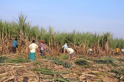 Bông, đường, cà phê đồng loạt tăng mạnh
