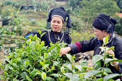 Lào Cai: Phấn đấu giải ngân vốn ngân sách các chương trình mục tiêu quốc gia đạt 94% theo kế hoạch