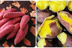 Buổi sáng ăn khoai lang có tốt không?