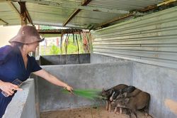 Báo SGGP tặng heo cho học sinh vùng cao Tu Mơ Rông