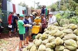 'Cò' đất chuyển hướng sang môi giới sầu riêng ở Tây Nguyên