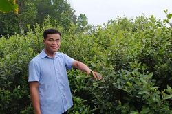 Mang loại cây mọc hoang trên rừng về trồng lấy quả bán, 8x thu hàng tỷ đồng/năm