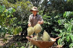 Đắk Lắk có thêm nhãn hiệu sầu riêng Cư M'gar