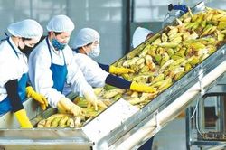 Nông sản xuất khẩu đứng trước nhiều thách thức