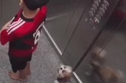 Chó cưng bị dây xích xiết cổ trong thang máy, bé trai có hành động nhanh trí cứu sống con vật