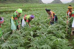 Hỗ trợ tới 1 tỷ đồng/dự án phát triển vùng trồng dược liệu quý ở miền núi