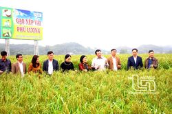 Phú Lương hiện thực hóa mục tiêu sau nửa nhiệm kỳ
