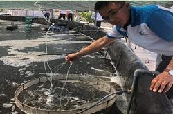 Nhiều yếu tố môi trường bất lợi đối với thủy sản nuôi