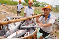 Chờ 'van điều tiết' giá vật tư đầu vào cho ngành thủy sản