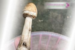 Ba mẹ con cùng nhập viện sau khi hái nấm trong vườn nhà xào ăn