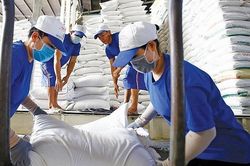 Giá lúa gạo hôm nay 30/8/2023: Đồng loạt tăng nhẹ