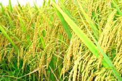 Chữ và nghĩa: Chiêm bơ bải, mùa phải thì