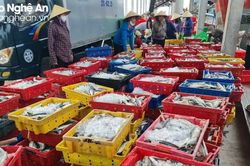 Về nghỉ Tết Độc lập, ngư dân Nghệ An trúng đậm hải sản