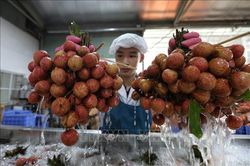 Nâng cao giá trị sản phẩm nông nghiệp Bắc Giang