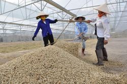 8 tháng đầu năm 2023, xuất khẩu cà phê đạt 1,2 triệu tấn
