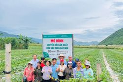 Mô hình chuyển đổi trồng dưa hấu trên đất mía đạt hiệu quả cao