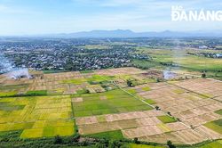 Thu hoạch lúa trước mùa mưa