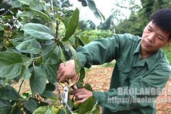 Hội Cựu chiến binh Văn Lãng giúp hội viên phát triển kinh tế
