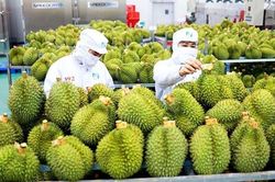Chuyên gia chỉ ra 2 'thói quen' kìm hãm sức cạnh tranh của doanh nghiệp nông nghiệp Việt trên trường quốc tế