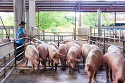 Giá heo hơi chỉ còn dưới 60.000 đồng, sức mua của thị trường giảm tới 30%