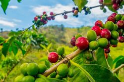 Giá cà phê hôm nay 31/8: Tiếp tục tăng trước kỳ nghỉ lễ, gần 67.000 đồng/kg