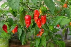 Tò mò giống ớt đặc sản nửa triệu đồng/kg vẫn tranh nhau mua