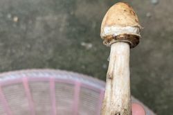 3 mẹ con ở Phú Thọ ngộ độc vì ăn nấm dại mọc trong vườn