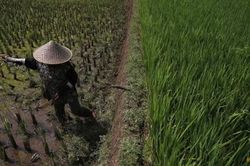 El Nino gia tăng khiến sản lượng lương thực dự báo giảm mạnh ở châu Á