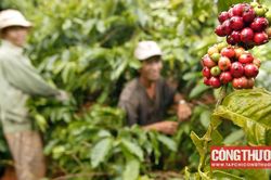 Giá cà phê hôm nay 31/8: Tăng ngày thứ 8 liên tiếp, dự báo nhu cầu cà phê năm sau sẽ giảm xuống