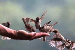 Hiểu đúng về phóng sinh