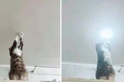 Chú mèo dùng chân sửa bóng đèn cực chuyên nghiệp, ai xem cũng muốn bế về nuôi