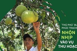 'Thủ phủ' bưởi Phúc Trạch nhộn nhịp vào vụ thu hoạch