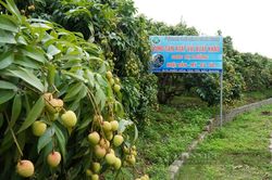 Quản lý chặt mã số vùng trồng