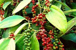 Giá tiêu hôm nay 1/9: Cao nhất 72.500 đồng/kg
