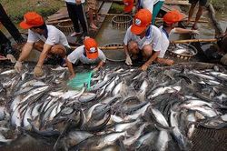 FSIS đưa ra đánh giá ban đầu sau kiểm tra an toàn thực phẩm với cá tra Việt Nam