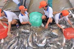 Sản lượng thủy sản đạt hơn 5,9 triệu tấn
