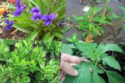 4 loại rau xưa 'cho không đắt' nay dân phố đua nhau lùng mua