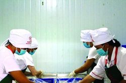 Hướng đi mới cho sầu riêng Khánh Sơn đem lại hiệu quả kinh tế cao