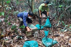 Thả 15 cá thể động vật hoang dã, quý hiếm về rừng