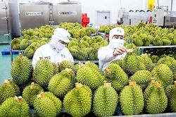 Rau quả xuất khẩu hướng tới kim ngạch 5 tỷ USD