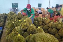 Khẳng định 'ngôi vương' ngành rau quả, xuất khẩu sầu riêng cán mốc 1,2 tỷ USD sau 8 tháng